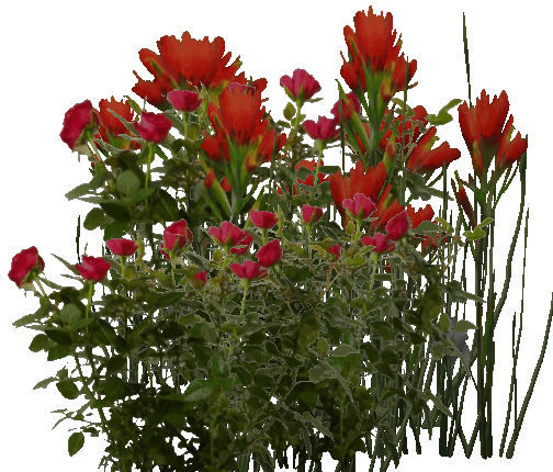 fleur-38_1.gif