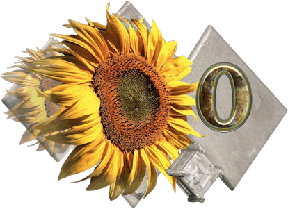 fleur-43459545400000-15.jpg