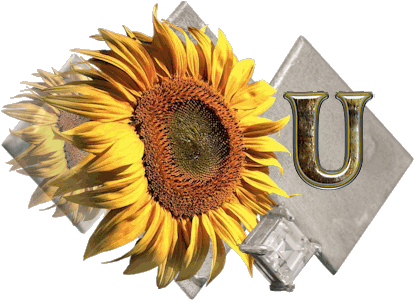 fleur-43459545400000-21.jpg