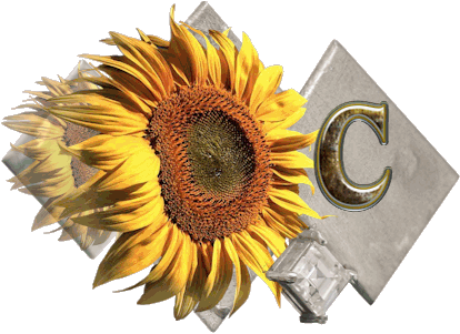 fleur-43459545400000-3.jpg