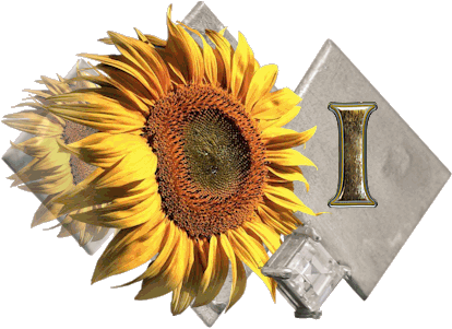 fleur-43459545400000-9.jpg