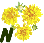 fleur-55545444-14.jpg