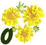 fleur-55545444-15.jpg