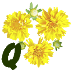 fleur-55545444-17.jpg