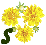 fleur-55545444-19.jpg
