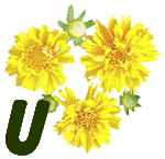 fleur-55545444-21.jpg