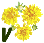 fleur-55545444-22.jpg