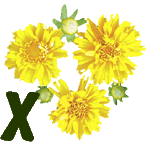 fleur-55545444-24.jpg