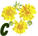 fleur-55545444-3.jpg