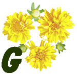 fleur-55545444-7.jpg