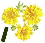 fleur-55545444-9.jpg