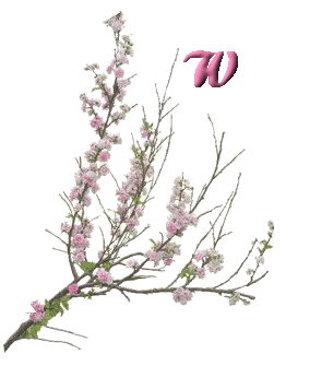 fleur-6556000-23.jpg