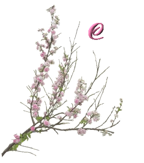 fleur-6556000-3.jpg
