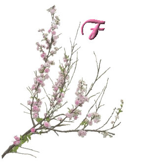 fleur-6556000-6.jpg