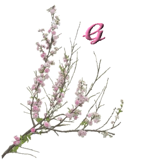 fleur-6556000-7.jpg