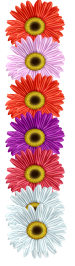 fleur-89956565865856-9.png