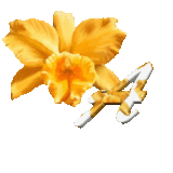 fleur-99540nnm54k5k4-1.gif