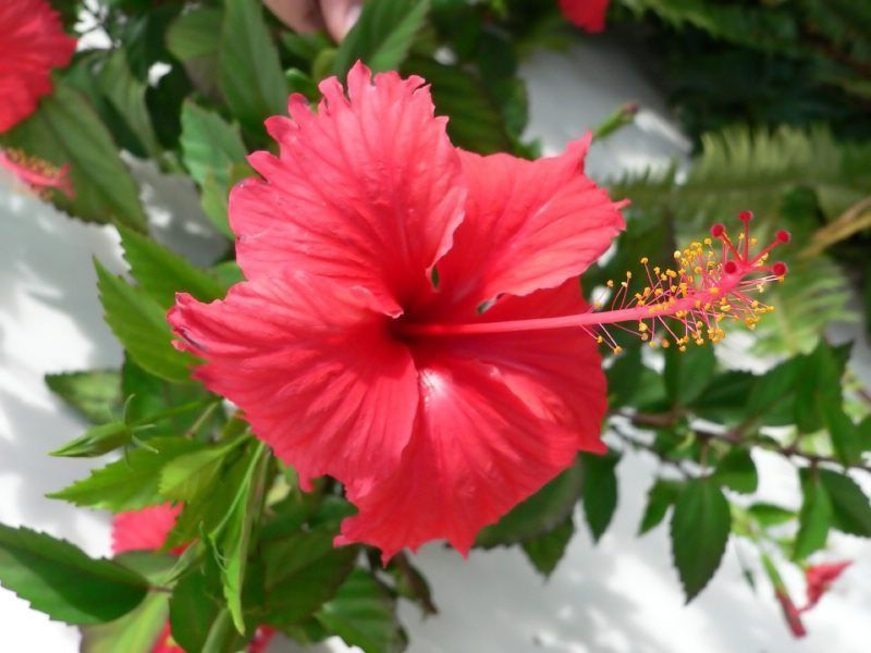 fleur-hibiscus-seches-biologique-naturelle.jpg