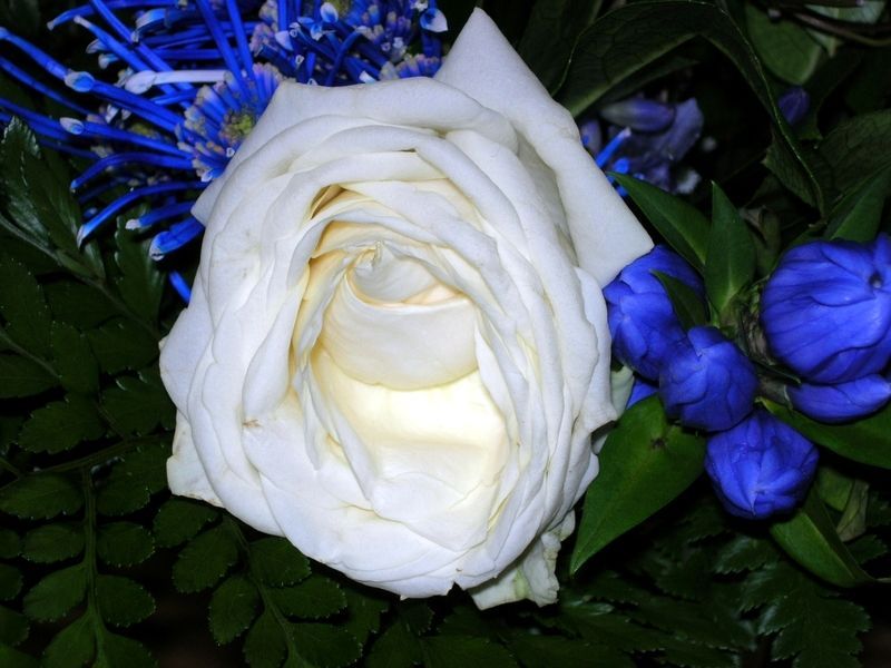 fleur-rose-blanche-01.jpg