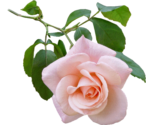fleur-rose-d-031109.gif