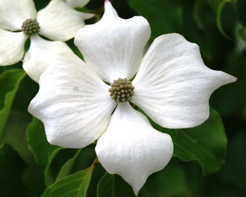 fleur_cornus_kousa.jpg