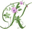 fleurs-fd9g9fgh8hgh7h7-11.gif