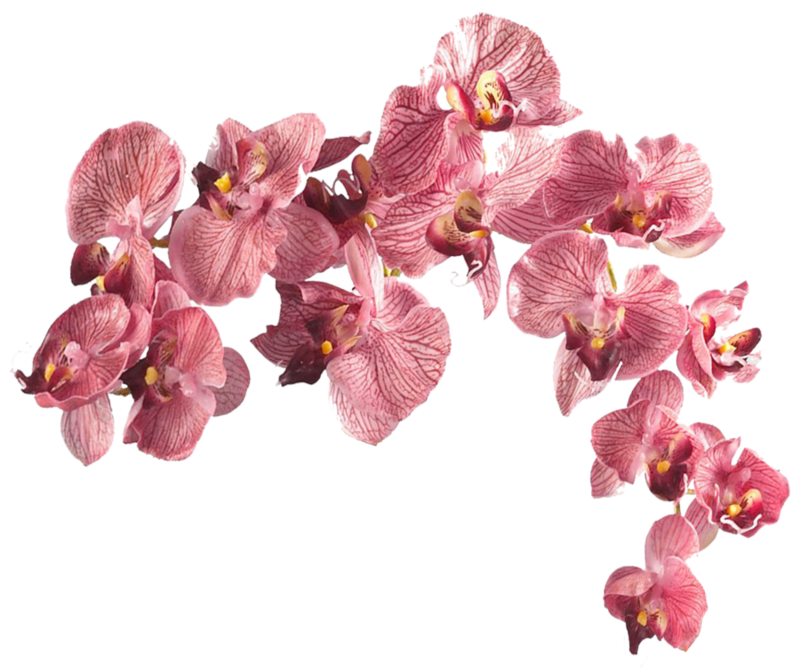 flower_003___clear_cut_png_by_seelenwerk-d5lgswj.png