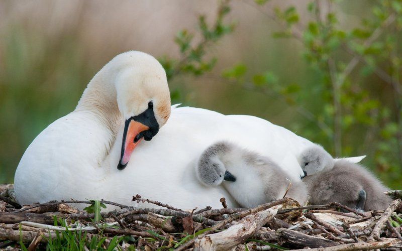 fond_d-ecran_oiseau_maman_cygnes_bebes_calin_nid.jpg