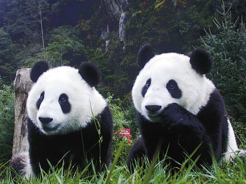 fondos-animales-oso-panda-1600.jpg