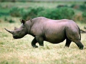 fonds-rhinoceros.jpg