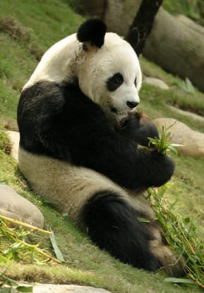 foto-panda-gigante.jpg