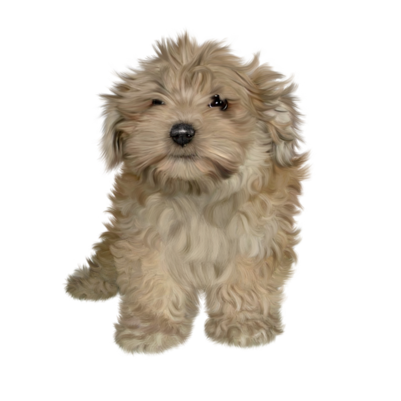 free_puppy_png_stock_by_janeeden-d3aznw2.png