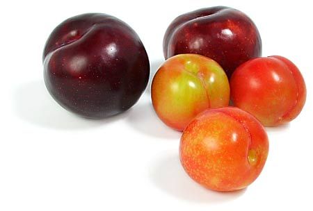 fruit-17766671.jpg