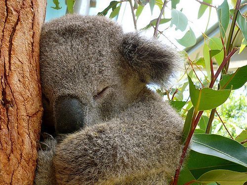 fuzzy-sleeping-koala_1.jpg