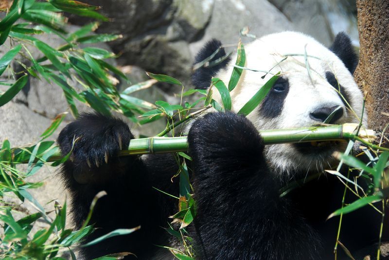 giant-panda-bamboo.jpg