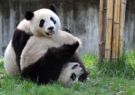 giant-panda-playing-in-wolong-centre.jpg