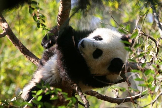 giant-panda-screensaver-3622.jpg