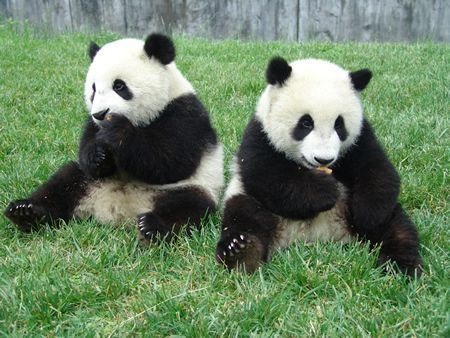 giant-panda.jpg