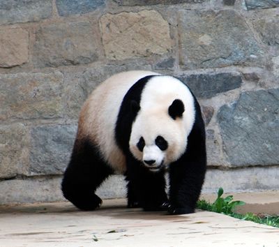 giant-panda2.jpg