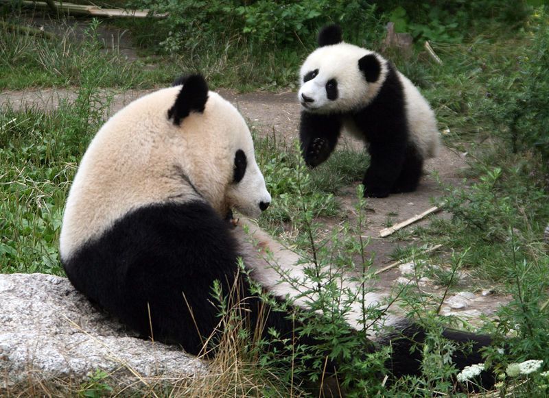 giant_panda4.jpg