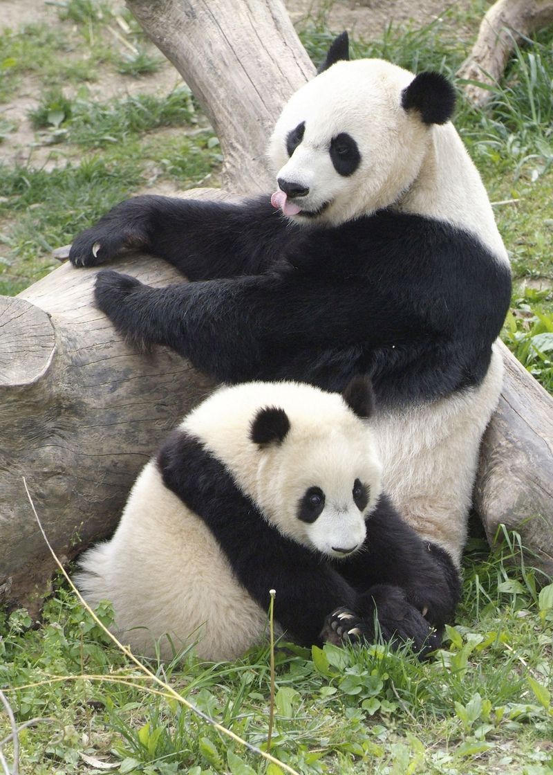 giant_pandas.jpg