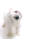 gifs-chats-chiens-Rd8tVn1O6p.gif