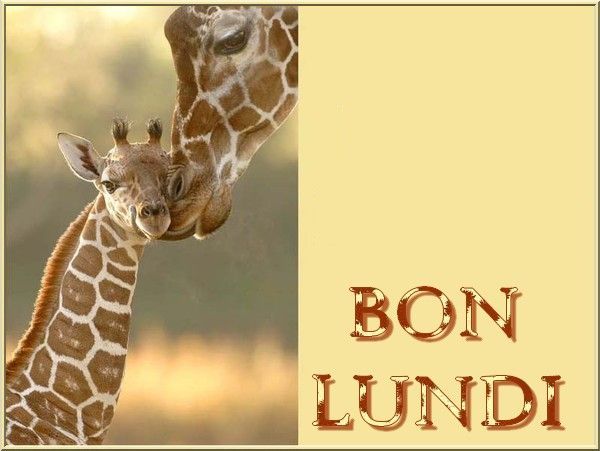 girafe_etgirafon_1bonlundi_1.jpg