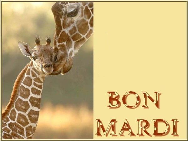 girafe_etgirafon_2bonmardi_1.jpg