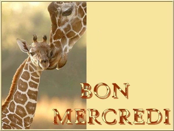 girafe_etgirafon_3bonmercredi_1.jpg