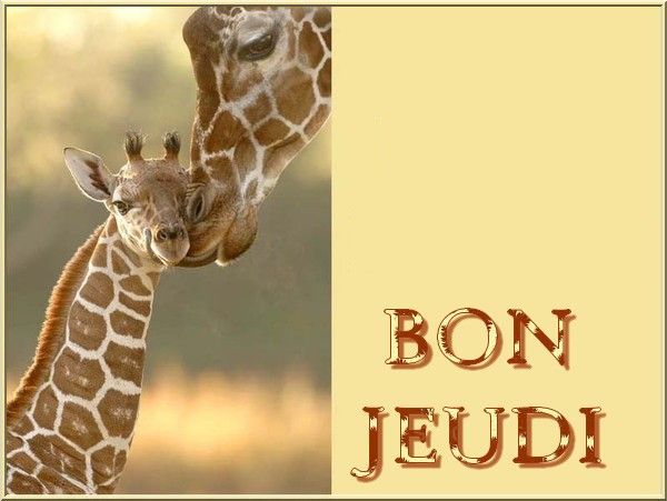 girafe_etgirafon_4bonjeudi_1.jpg