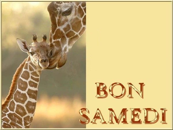 girafe_etgirafon_6bonsamedi_1.jpg