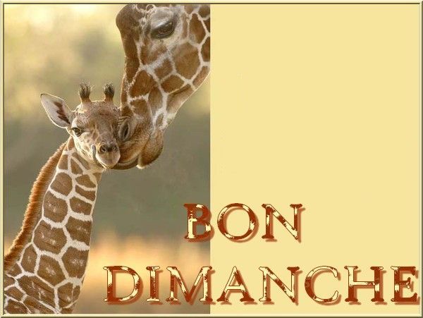 girafe_etgirafon_7bondimanche.jpg