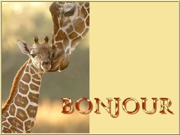 girafe_etgirafon_bonjour.jpg