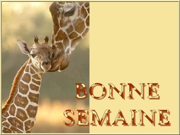 girafe_etgirafon_bonnesemaine_1.jpg